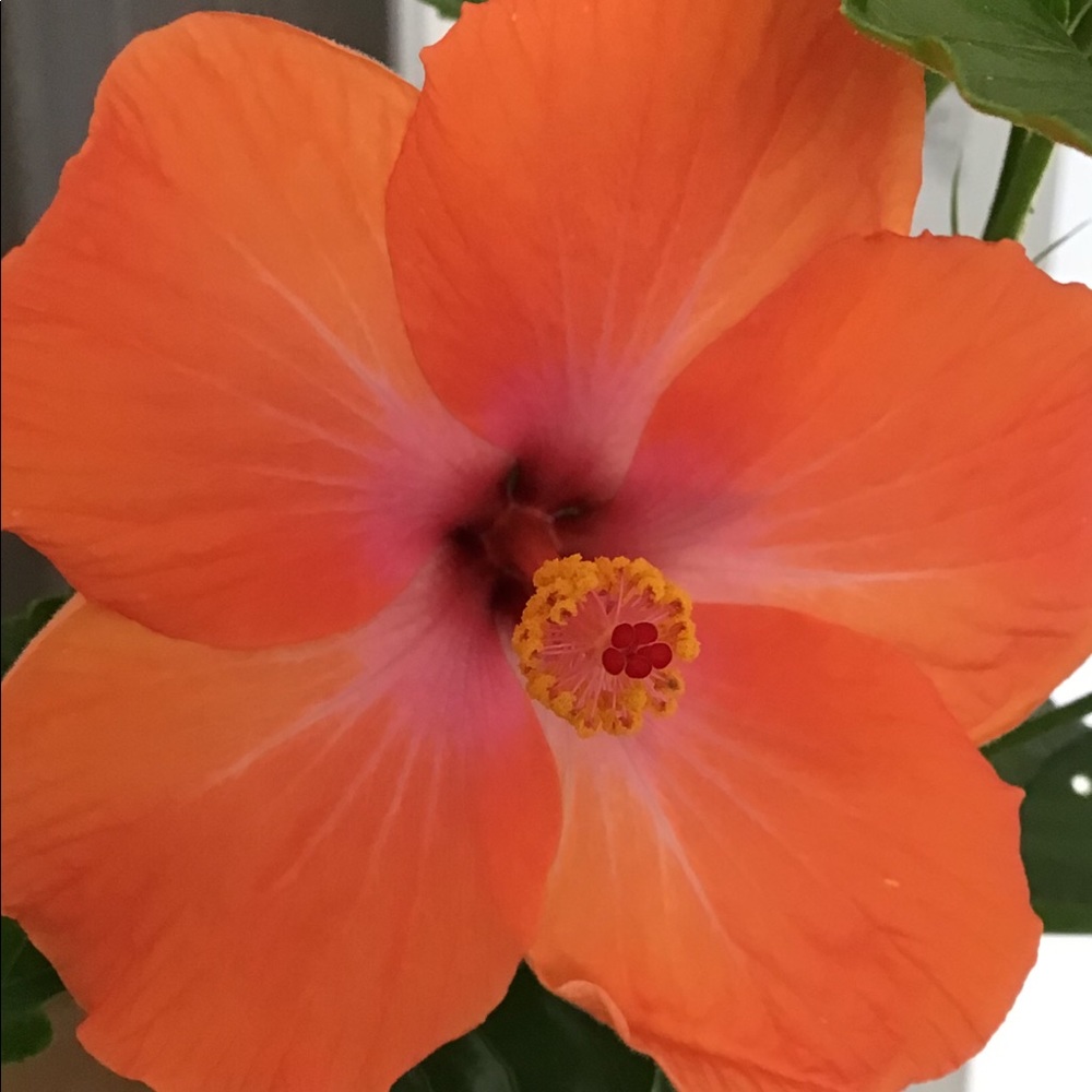 Meet your Posher, Christine